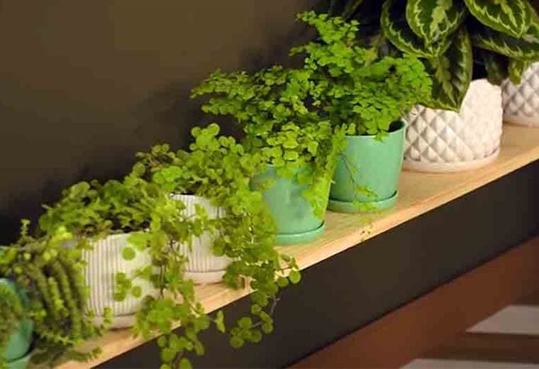 Le enseñamos cuáles son las plantas perfectas para cada rincón de su hogar