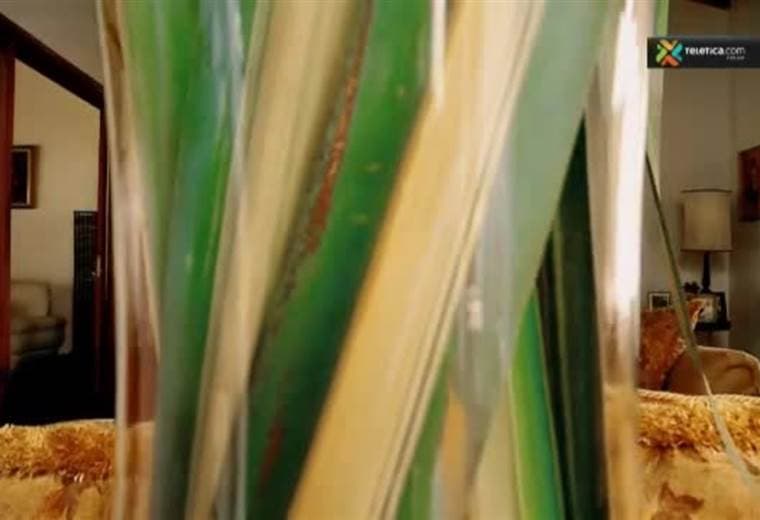 Le enseñamos cuáles son las plantas perfectas para cada rincón de su hogar