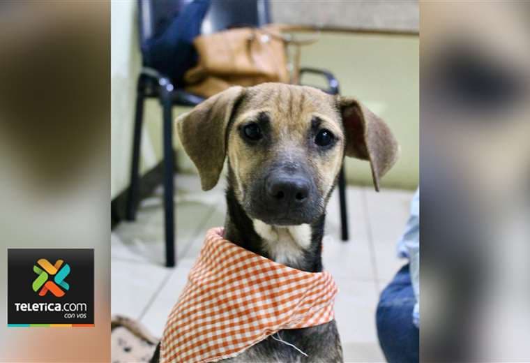 Adopte a una amiga fiel: 'Nadine'