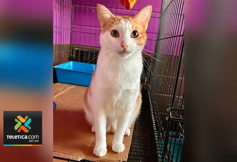 Adopte a un amigo fiel: 'Simón'