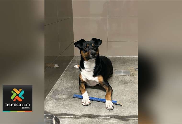 Adopte a un amigo fiel: 'Stward'