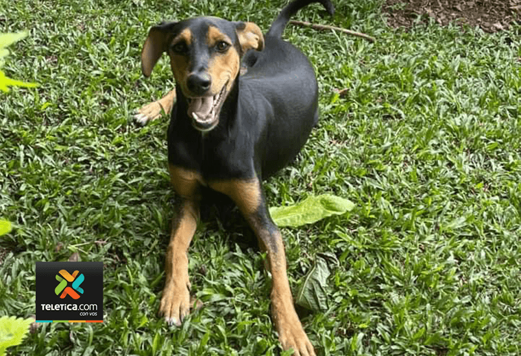 Adopte a un amigo fiel: 'Bamboo'