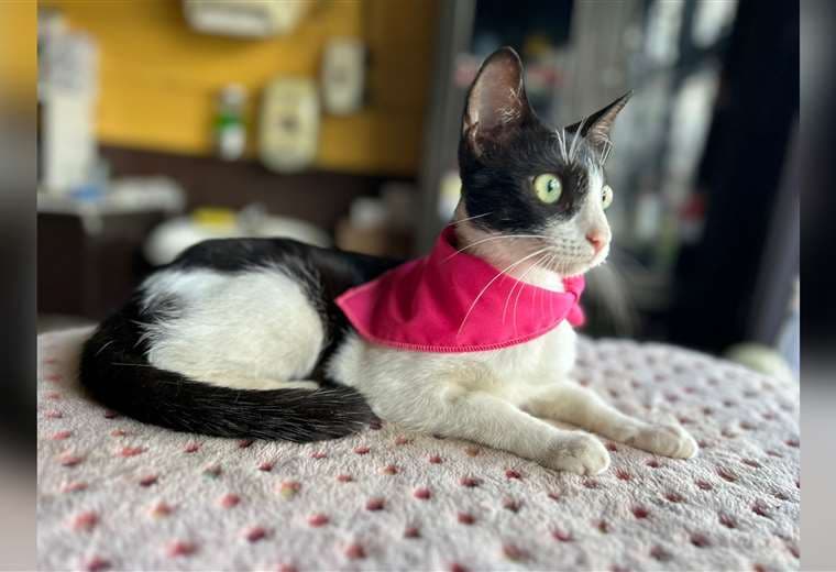 Adopte a un amiga fiel: 'Miranda'