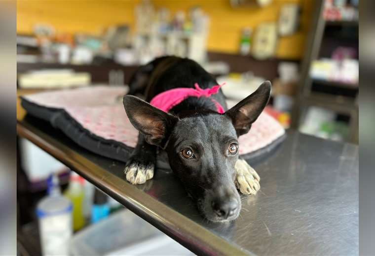 Adopte a una fiel amiga: ‘Sofía’