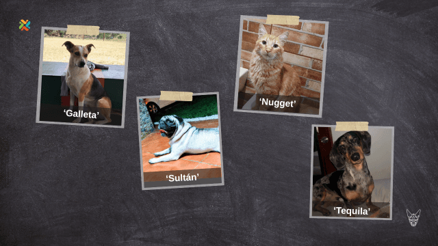 Ayude a estas mascotas a volver a su hogar: estos son los casos de la semana