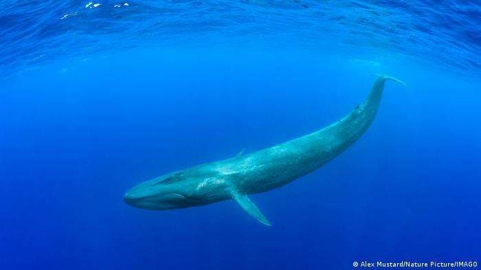 El animal más grande de la Tierra consume kilos de plástico al día.