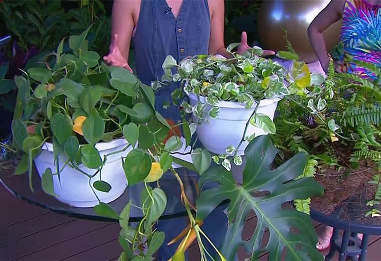Guía para evitar hojas amarillas en sus plantas
