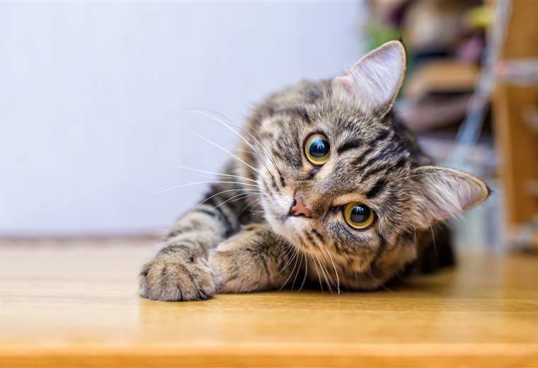 Siga estos consejos para que su gato no tenga la necesidad de salir de casa
