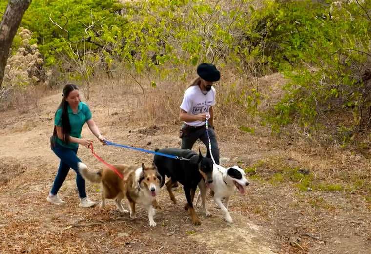 Un nuevo paraíso para perros y dueños abre sus puertas en Santa Ana