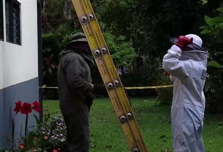 Ataque de abejas provoca suspensión de tradicional Romería a ruinas de Ujarrás