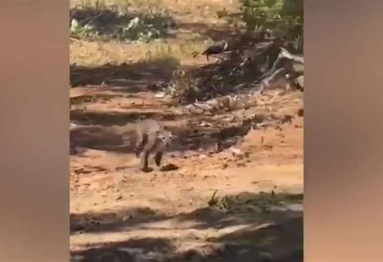 Video muestra cómo un manigordo huye de gran incendio forestal en Guanacaste