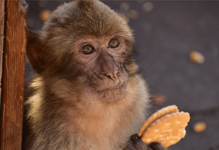 La sorprendente razón por la que los monos de Gibraltar comen tierra